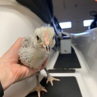 Wattflock