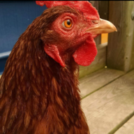 the_chicken_whisperer