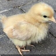 First Time Chick Owner