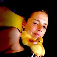Laceysducks