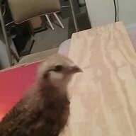HeiHei123