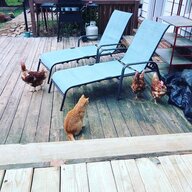 DiveyChickens