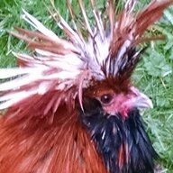 Chickenubee