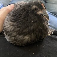 Corgisbunniesnchicks