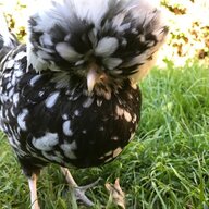 Newchickenowner 2020