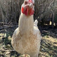 Fabulousfarm