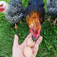 TuesdayChickens