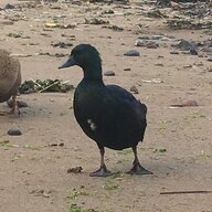 Duckcalledwinston