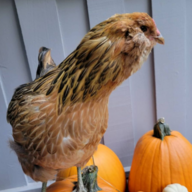 5000_dollarfoundingfather