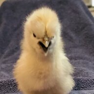 the_peep_squad