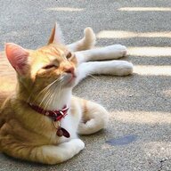 Ilovemythreechicks2377896