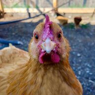 BlueChickenChick
