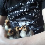 Droneandchicken