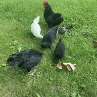 My flock 8