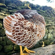 Greystonechicks