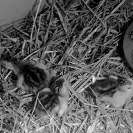 Guinea SAFE Tick Control