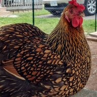 HammettHens