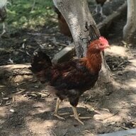 Adil chicken breeder