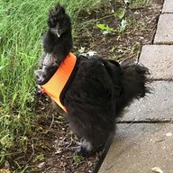 ChickenTippinFarm
