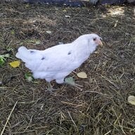 Pippin quail