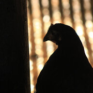 Nicholestewart-graves