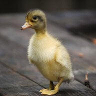 Duckling1145