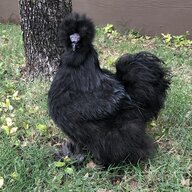 silkiechickstx