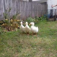 DuckMama74