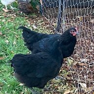 BabyAustralorp