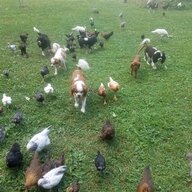 Chickoholic33