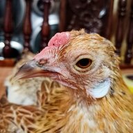 BeakerTheBantam
