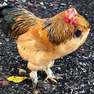 chickenhappy1233