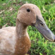 Chocy_duck