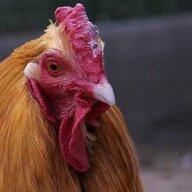 ChickenWing