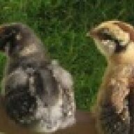 weechicks