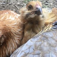 Chickens are awesome1000