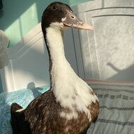 Kayla_and my ducks_4