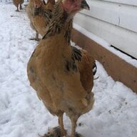Poultryrgreat