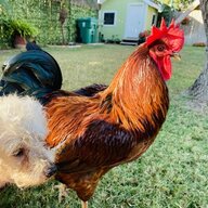 ChickenTingz