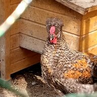 Love choocks