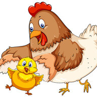 Chick-mom