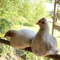 ParistheFunkyChicken