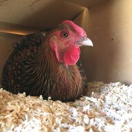 Chick_Chick