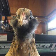 JT_Chicks