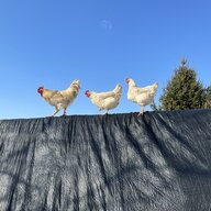 MysteryChickens