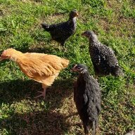 4Urbanchix