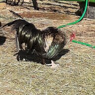 406Chickens