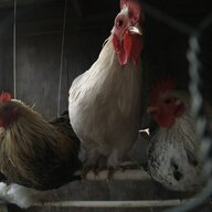 CDchickens