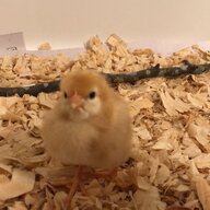 Kimlovesherchicks1224