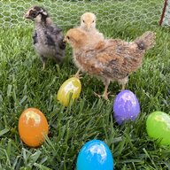My 3 Chicky Babies